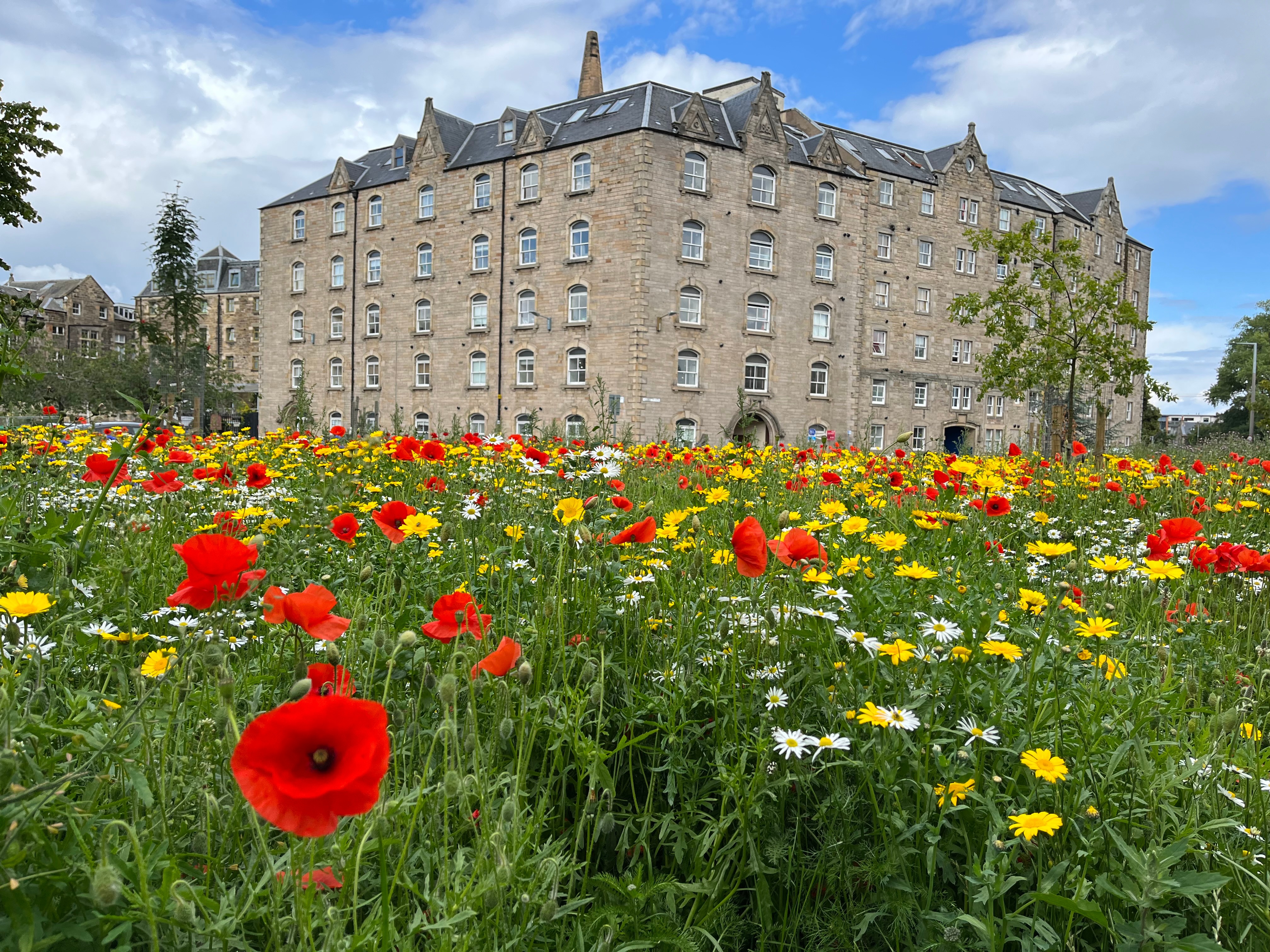 Lots of flowers blooming in front of a building in Leith area