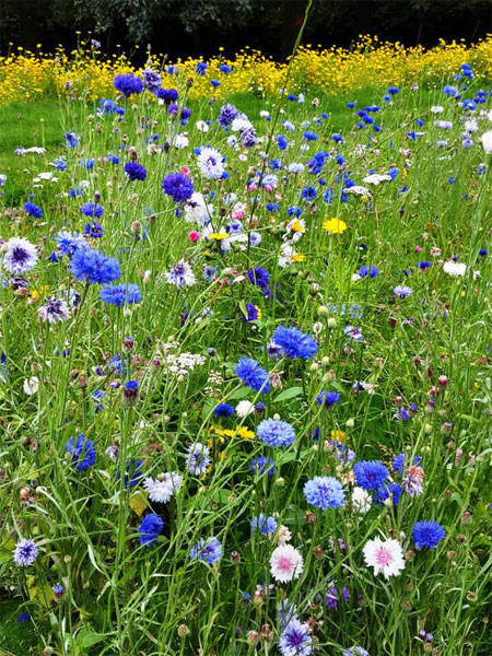 wildflower meadow